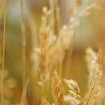 COMMENT GÉRER SON BUDGET FACILEMENT avec la règle du 50/30/20